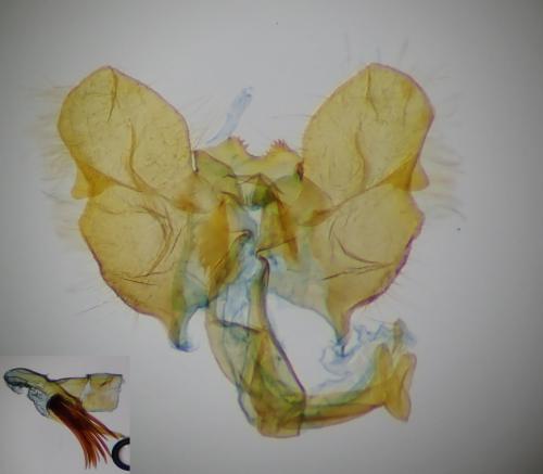 Falseuncaria ruficiliana